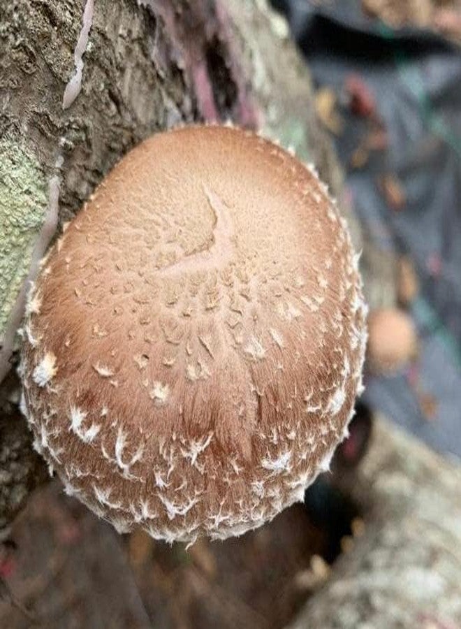 North Spore Organic Shiitake (100 ct) Mushroom Plugs for Logs | Premium Quality Mushroom Plug Spawn | Handmade in Maine, USA | Grow Gourmet Mushrooms Outdoors on Logs | Lentinula edodes - Image 3